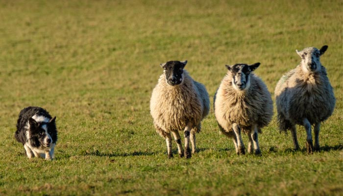 which dog is used for rounding up sheep