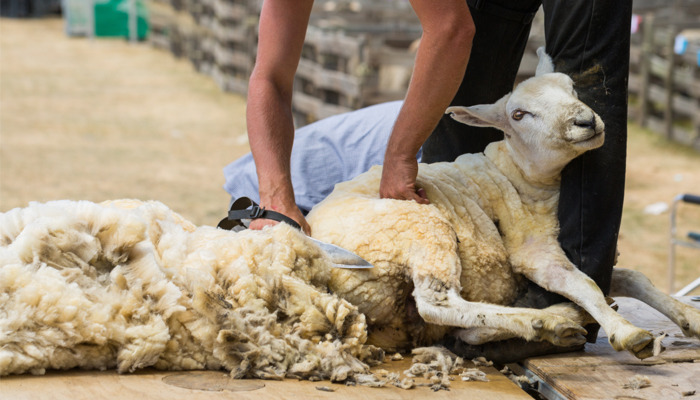 sheep shearing before and after