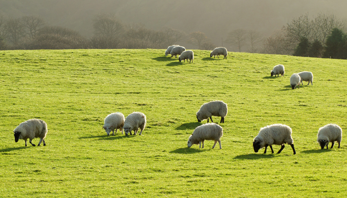 Sheep Farming in the UK | Griggs Agri